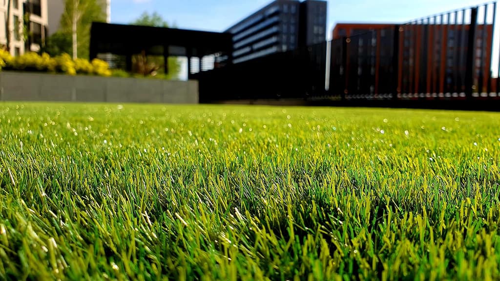 Beautiful lawn