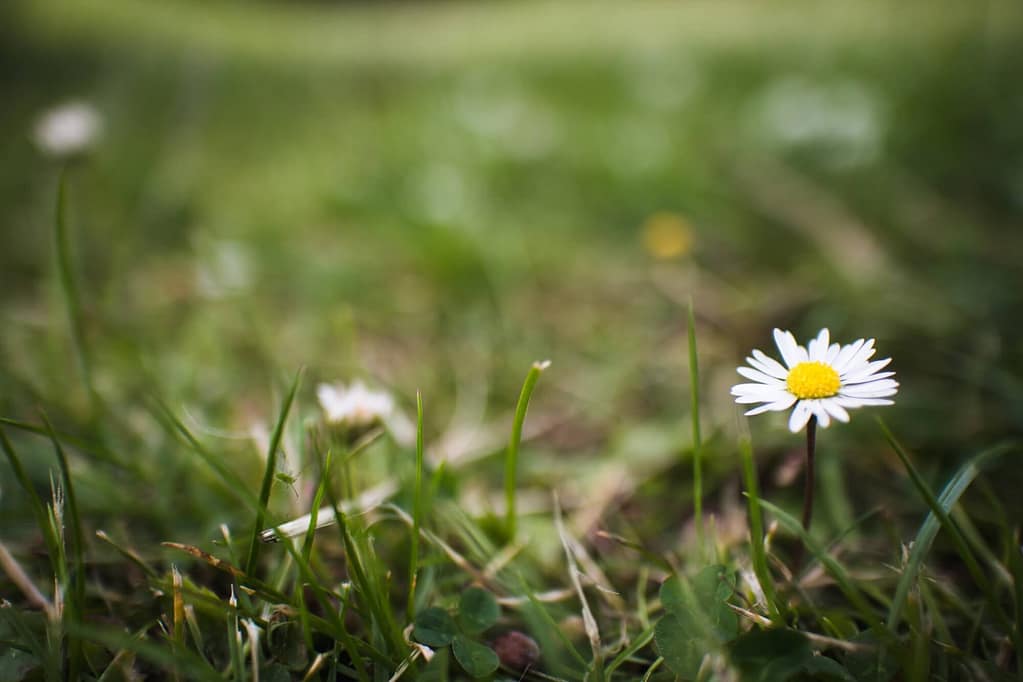 Weed control image