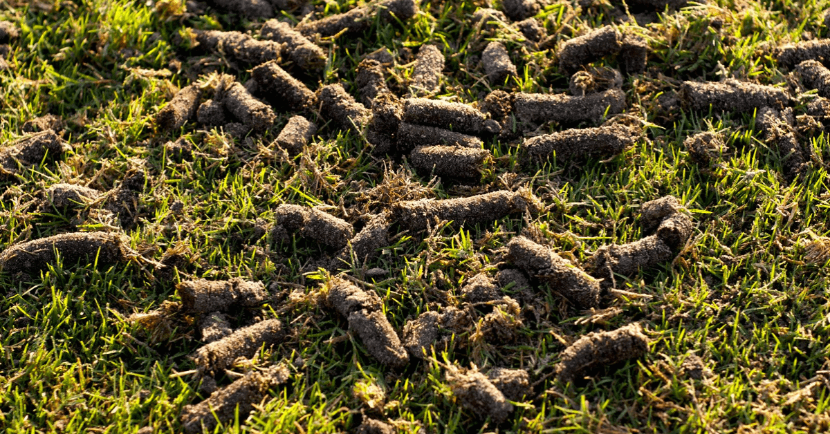 Freshly aerated lawn with new aeration plugs