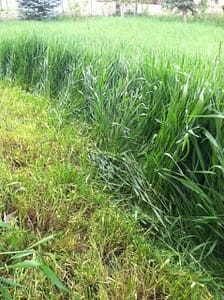 3 Foot Tall Grass - We Mow This!