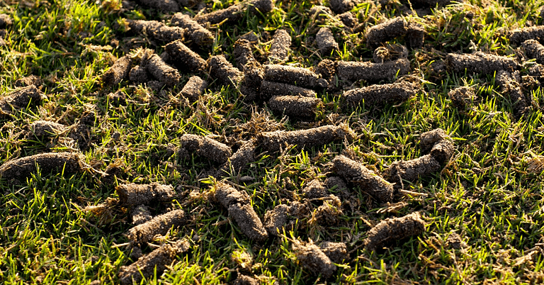 Aeration 101: How to Promote Thicker, Healthier Grass