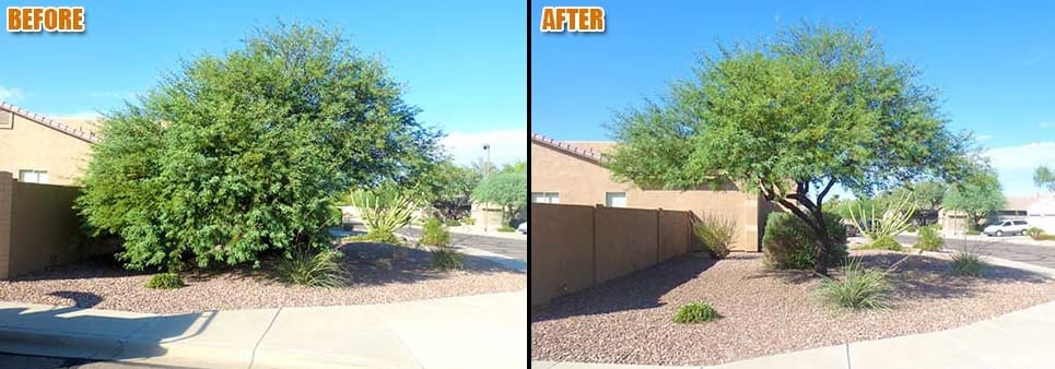 before after st. george tree