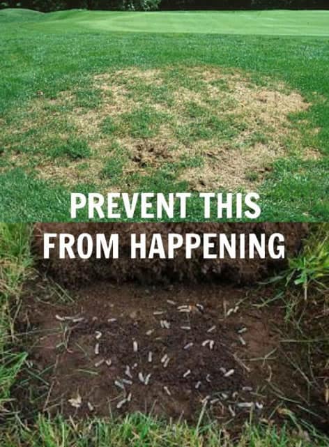 Grub Prevention and Treatment in Cedar City or Enoch Utah.