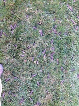Lawn Aeration Services St. George, Utah
